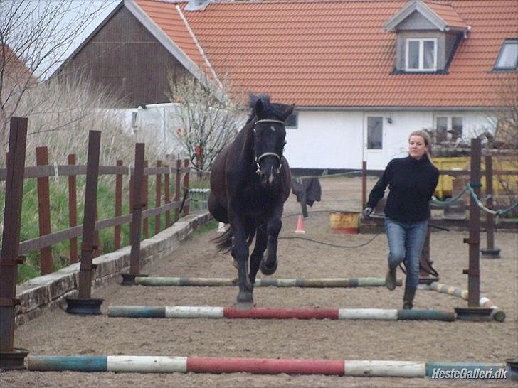 Oldenborg Q-Beec Bennedsgaard billede 7