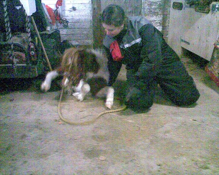 Shetlænder manse R.I.P. billede 16