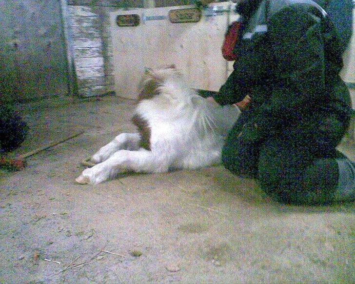 Shetlænder manse R.I.P. - træner på at ligge helt ned på siden billede 17