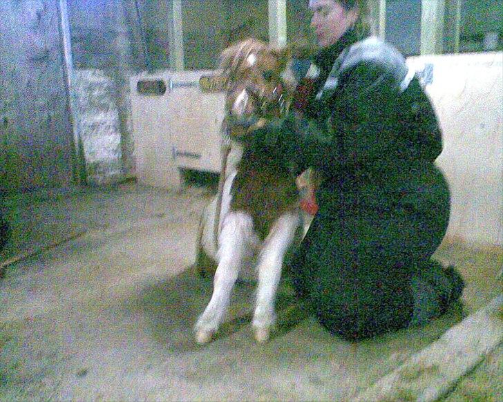 Shetlænder manse R.I.P. - lære at side billede 18