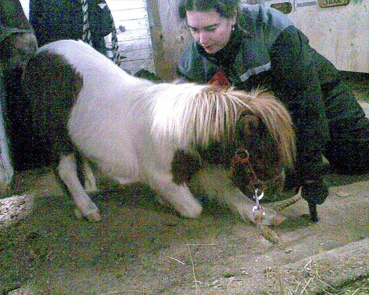 Shetlænder manse R.I.P. - at neje billede 19