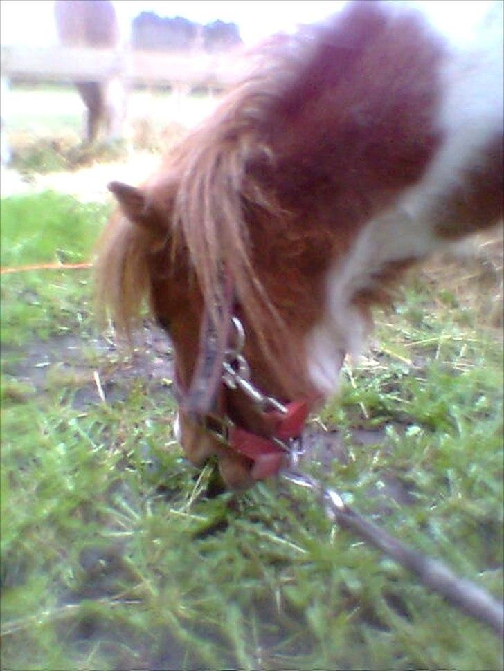 Shetlænder manse R.I.P. - det sidste billede der blev taget af manse :'(  han blev aflivet ½ time senere... vil aldrig glemme ham billede 20