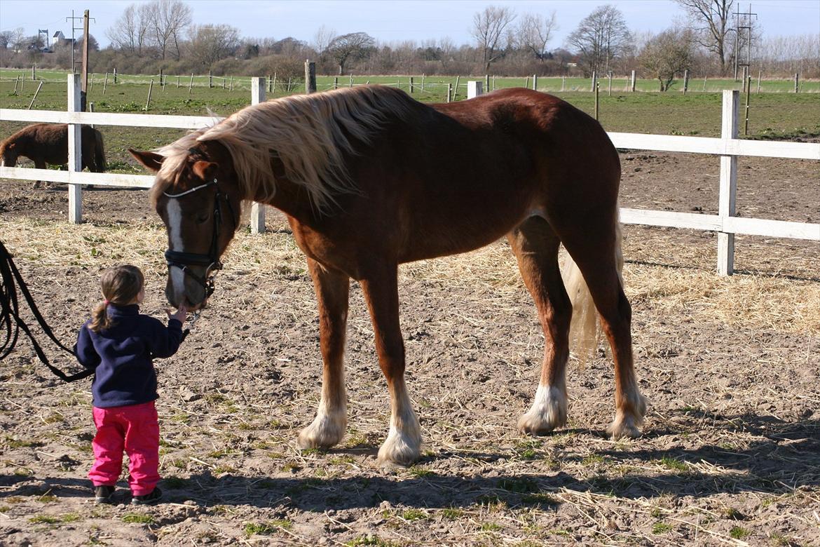 Welsh Cob (sec D) Dahlsminde Covergirl billede 11