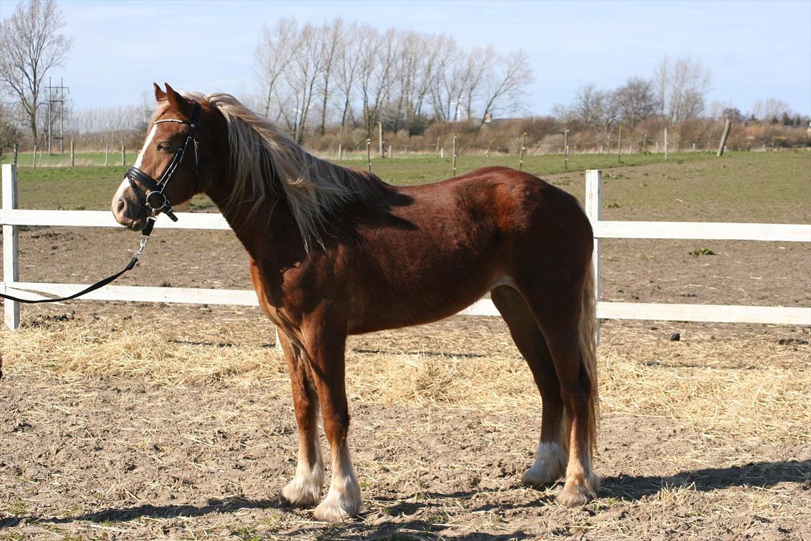 Welsh Cob (sec D) Dahlsminde Covergirl billede 12