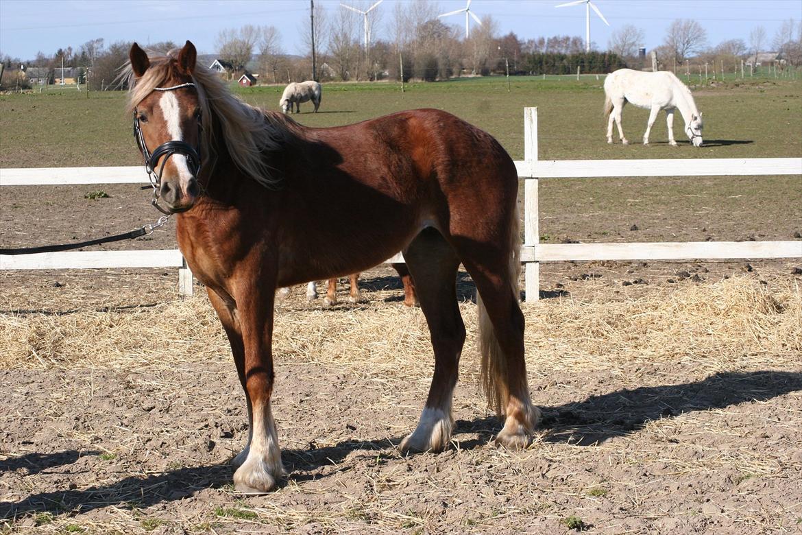 Welsh Cob (sec D) Dahlsminde Covergirl billede 13