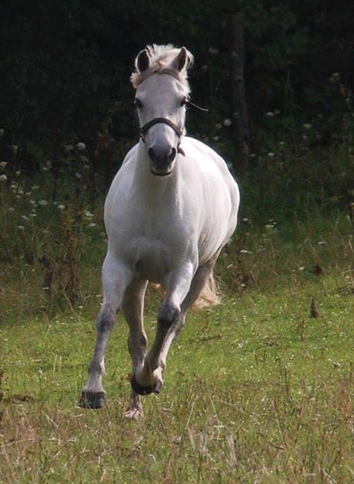 Tysk Sportspony *LONIA* billede 8