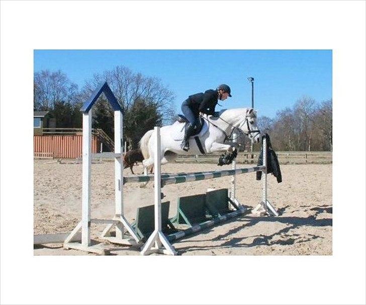 Tysk Sportspony *LONIA* billede 14