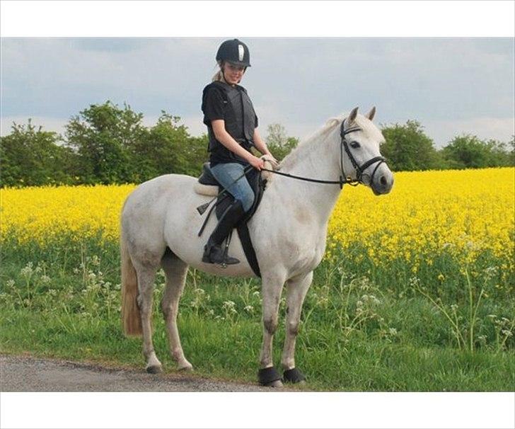 Tysk Sportspony *LONIA* billede 15