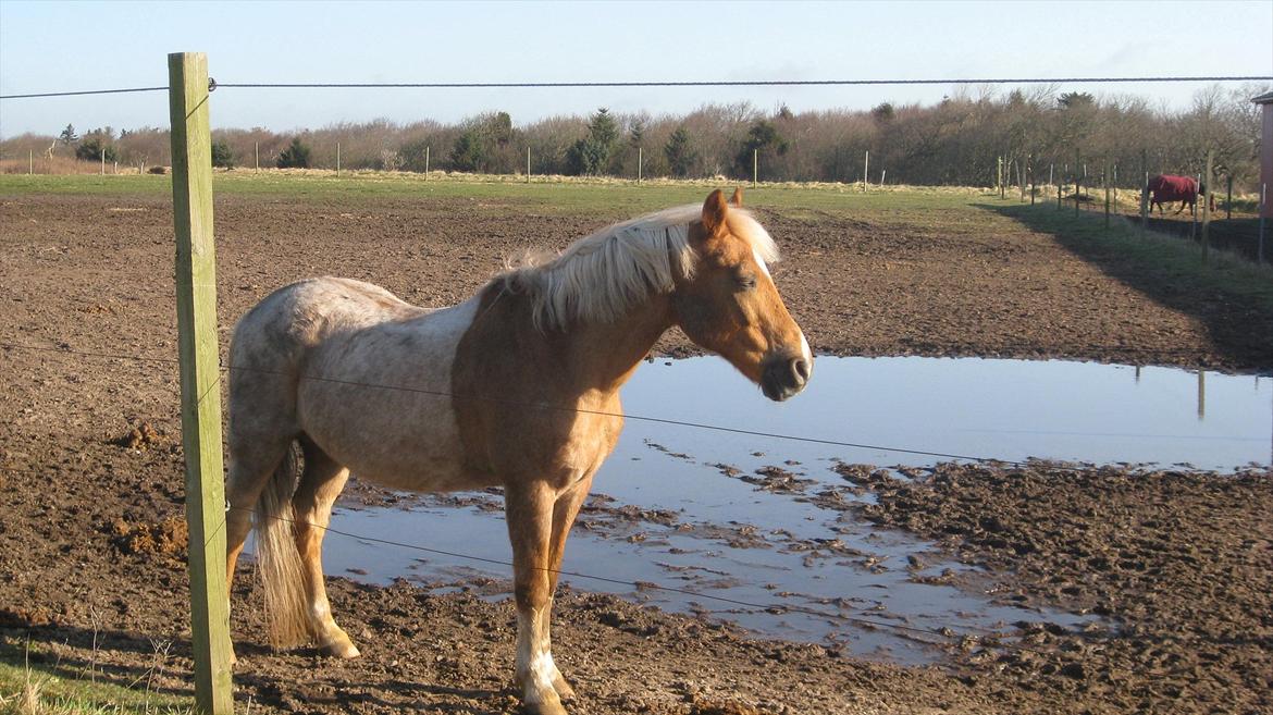 Anden særlig race Comet.<3 - Hans farve er pt. virkelig sjov, haha! Men han er flot alligevel.<3 billede 2