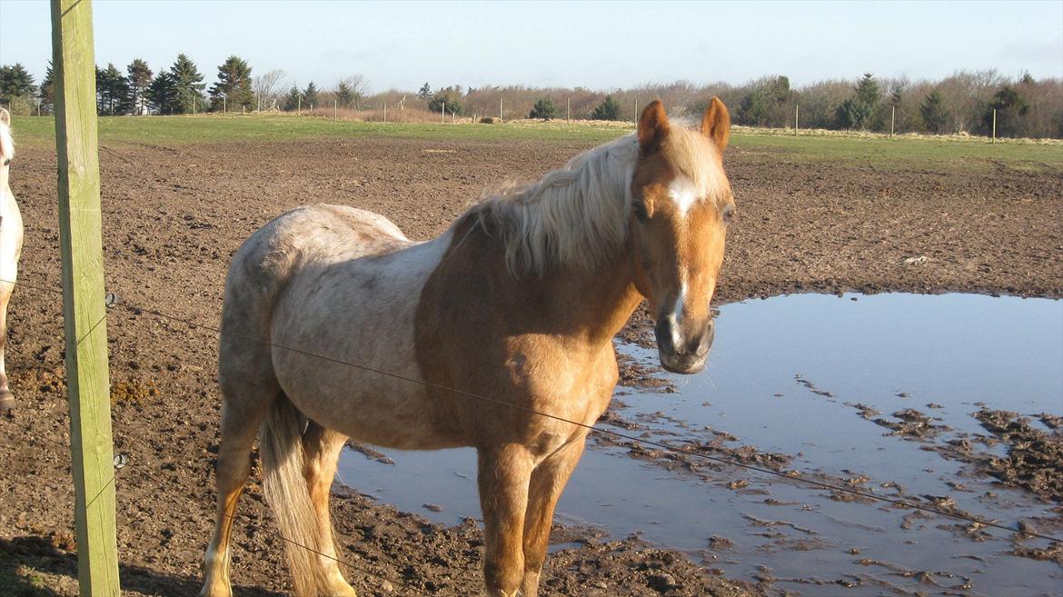 Anden særlig race Comet.<3 - Mor var lige forbi rideskolen og tog et par billeder af ham.<3 billede 1