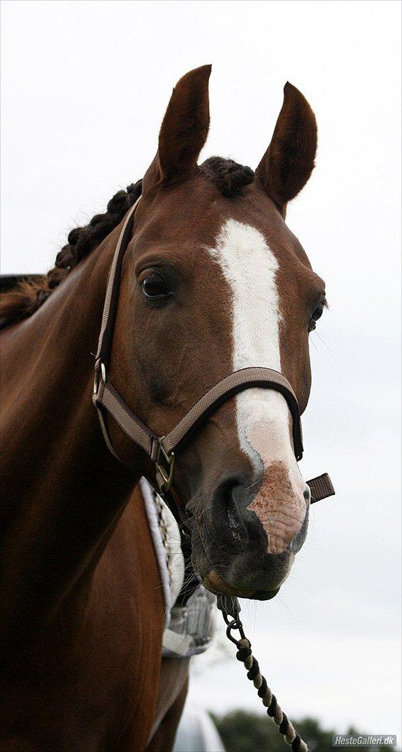 DSP Sønderlund Sharon - Foto: Caroline Blohm billede 1