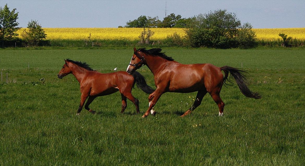 DSP Sønderlund Sharon - Foto: Mia Ann Jørgensen billede 15