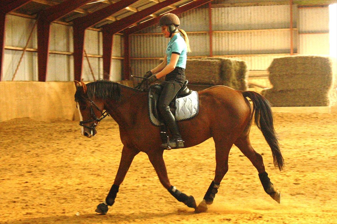 DSP Sønderlund Sharon - Foto: Caroline Blohm billede 14