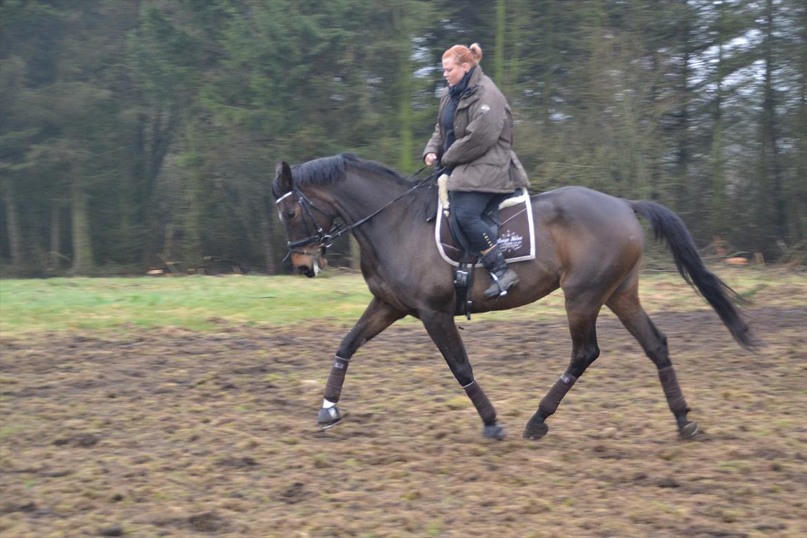Dansk Varmblod Jutlandia's Parfait billede 19