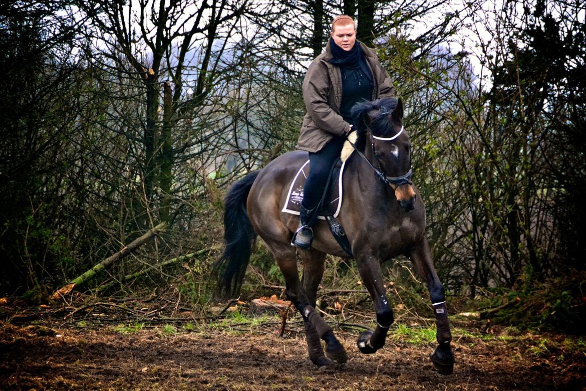 Dansk Varmblod Jutlandia's Parfait billede 1