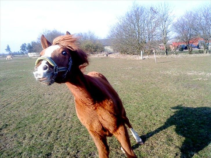 Anden særlig race Poppelgaardens Golden Cilli - 2 år gl :-D

billede lånt af tidliger ejer :-D billede 16