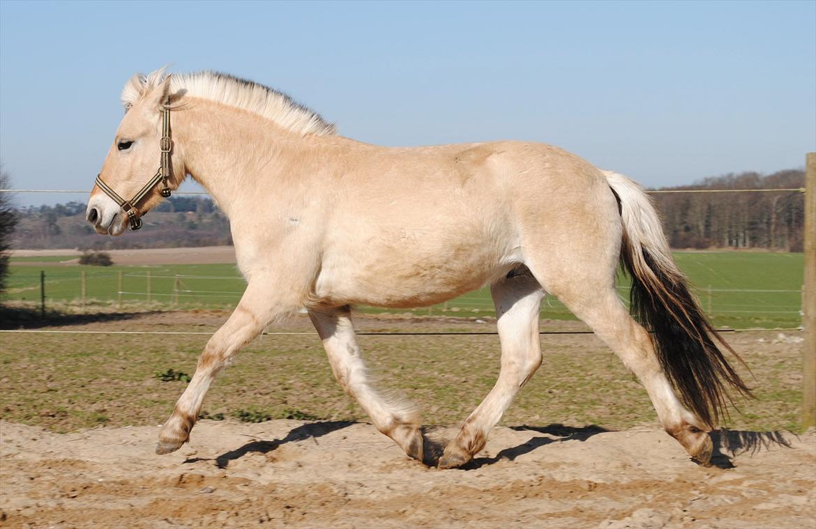 Fjordhest figther - Syntes det er et rigtig godt billede, syntes det ser godt ud. min lille stjerne pony billede 15