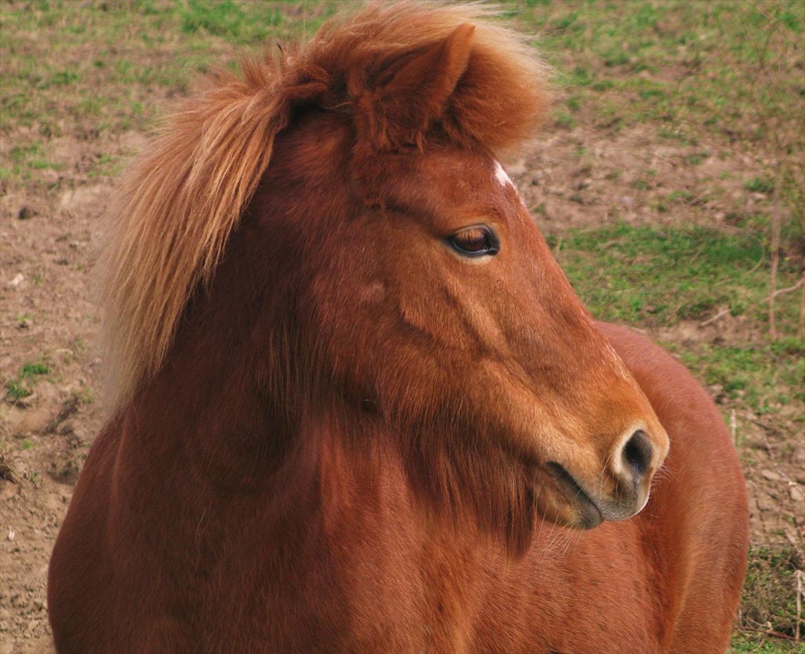 Islænder Embla fra Hessellund  - Velkommen til Embla!
April 2012. billede 1