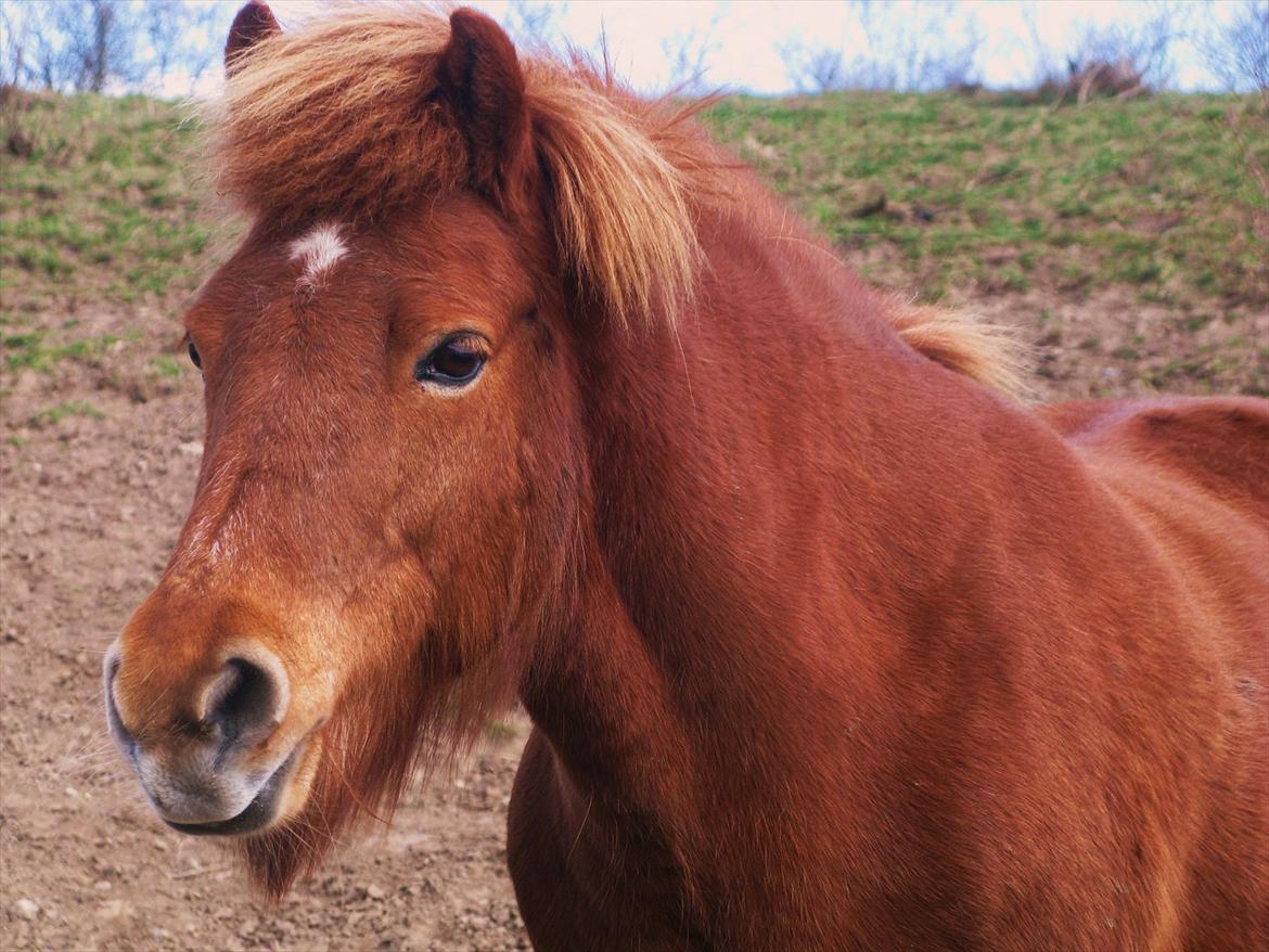 Islænder Embla fra Hessellund  - Et charmerende syn ;-) 
April 2012. billede 2