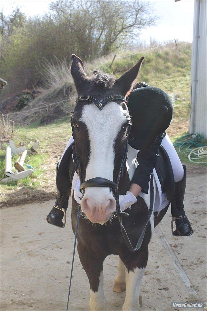 Anden særlig race "koen" Spirit - Når bare jeg har dig, er alt andet ligegyldigt <3 billede 13