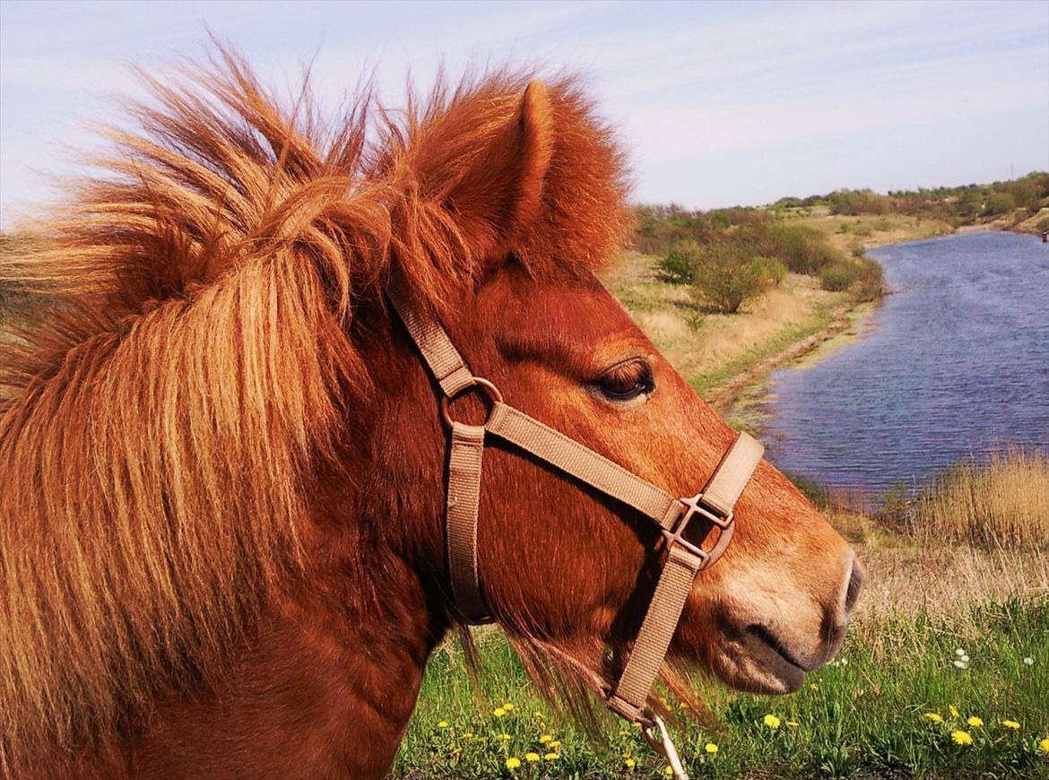 Islænder Embla fra Hessellund  - Embla og jeg i Hedeland.
En sommerdag i 2009. billede 8