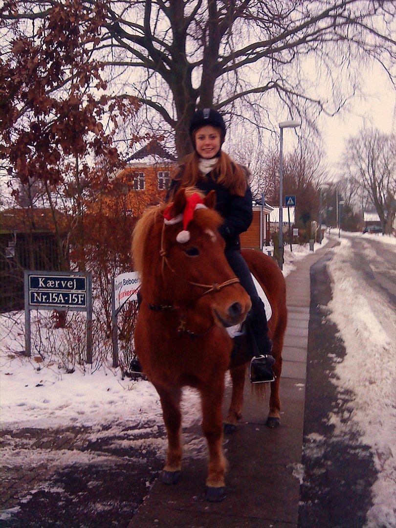 Islænder Embla fra Hessellund  - Embla og jeg på juletur d. 24. december 2009. billede 17