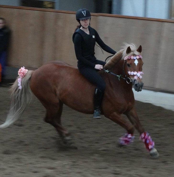 Anden særlig race Isabell (DEN BEDSTE) Solgt - bare-bag/spring uden sadel 
15/4-12 
blev disket forbi jeg faldt af
men det var 100% min ejen fejl. billede 6