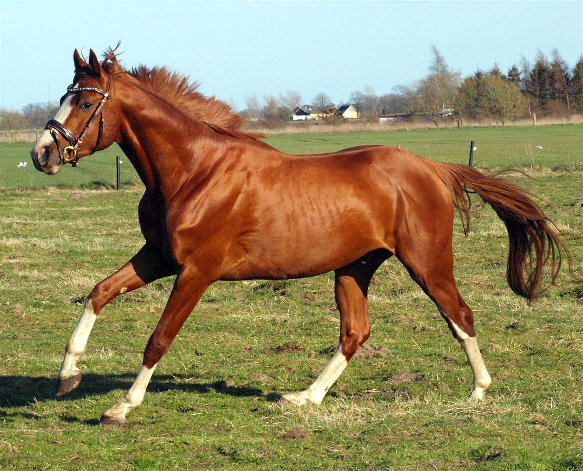 Anden særlig race HOT SHOT billede 7