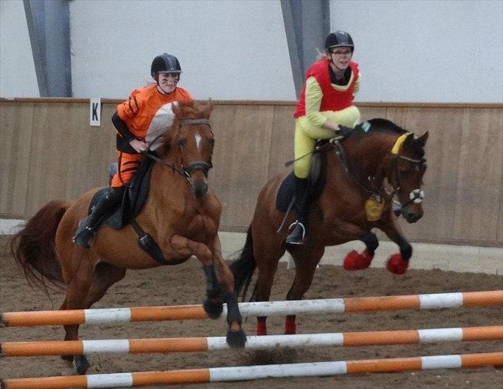 Anden særlig race starlight (R.I.P) <3 - 14/04-12 showstævne billede 11