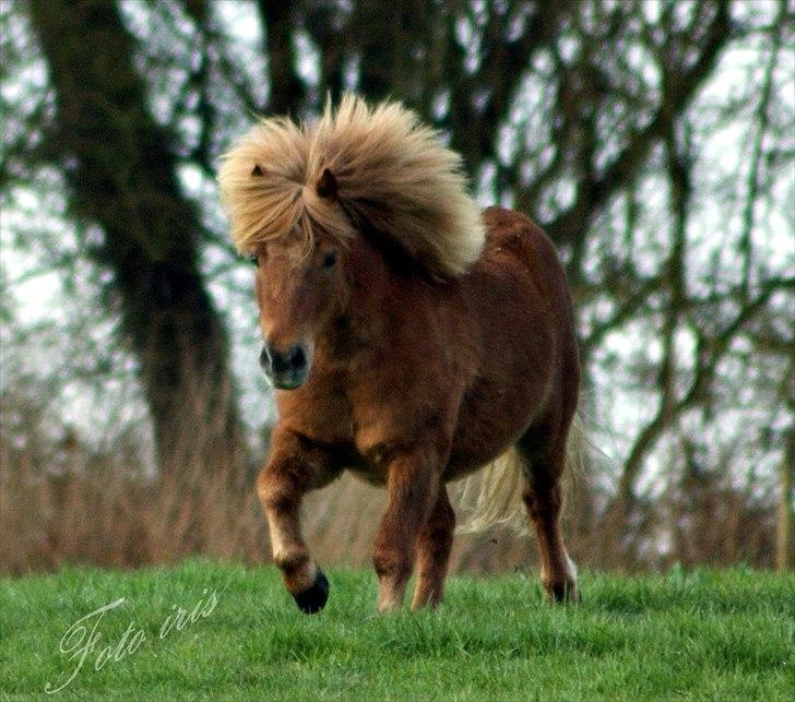 Shetlænder hugo mit et og alt *himmelhest* - skatten april 2011  billede 1