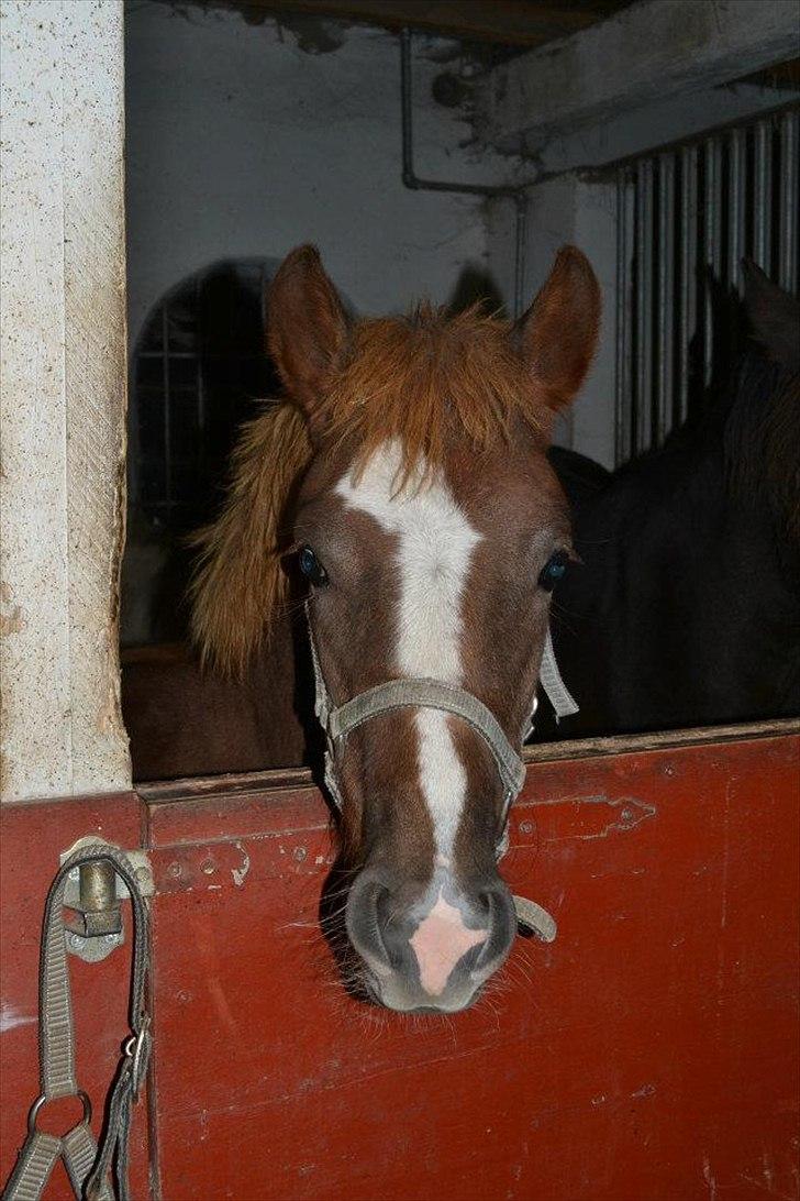 New Forest Lundemarksgaards Aura Ophelia - 10) Skønne Aura:) Foto: Rose Rudolph billede 11