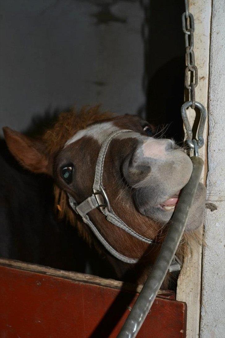 New Forest Lundemarksgaards Aura Ophelia - 11) Fjolle:) Foto: Rose Rudolph billede 12