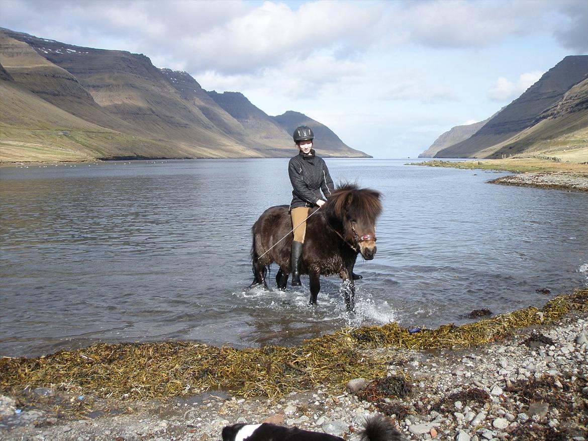 Færøsk hest Líggjas [Haft i pleje] - Bader :) | April 2012 billede 15