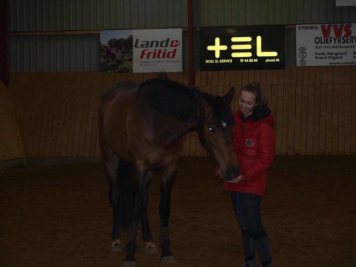 Dansk Varmblod Le Andrea - Den kærligste hest :-)! billede 9