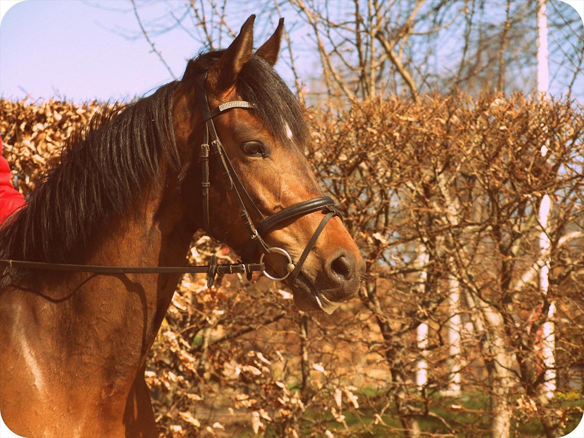 Dansk Varmblod Le Andrea - Billedskøn :-) billede 10