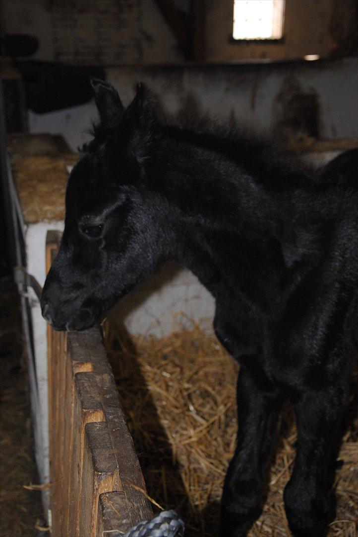 DSP Magic Skywalker - Velkommen til den lille fyrs profil.
Her er ikke meget mere end 4 timer gammel her! billede 1