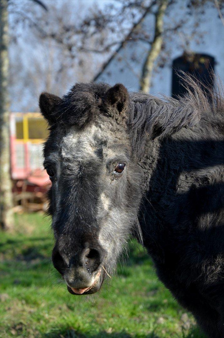 Shetlænder Pony - Tak fordi I kiggede med :)! 
Læg gerne en kommentar og bedømmelse - så bliver vi rigtig glade :)! billede 8