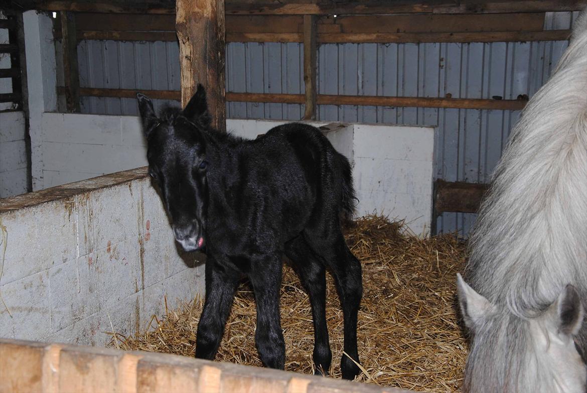 DSP Magic Skywalker billede 2