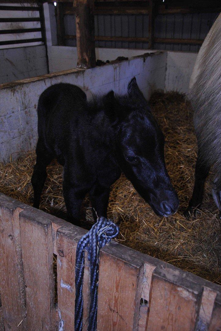 DSP Magic Skywalker billede 3