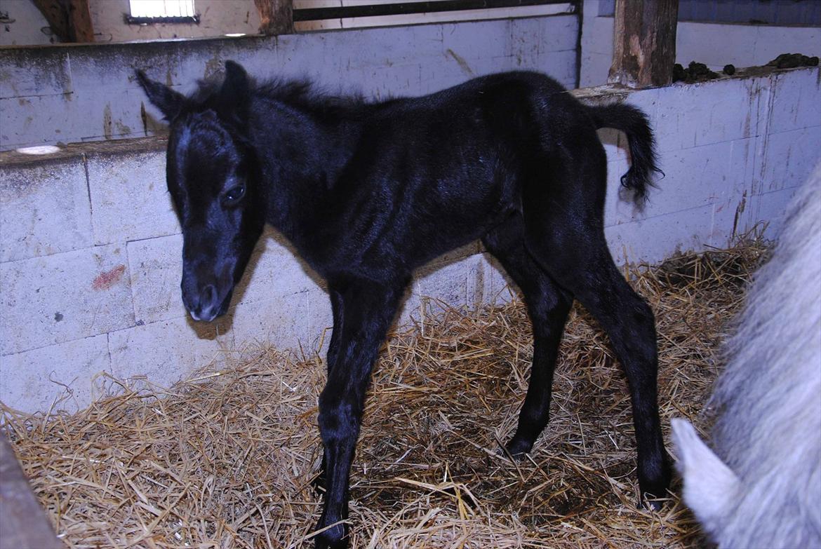 DSP Magic Skywalker billede 4