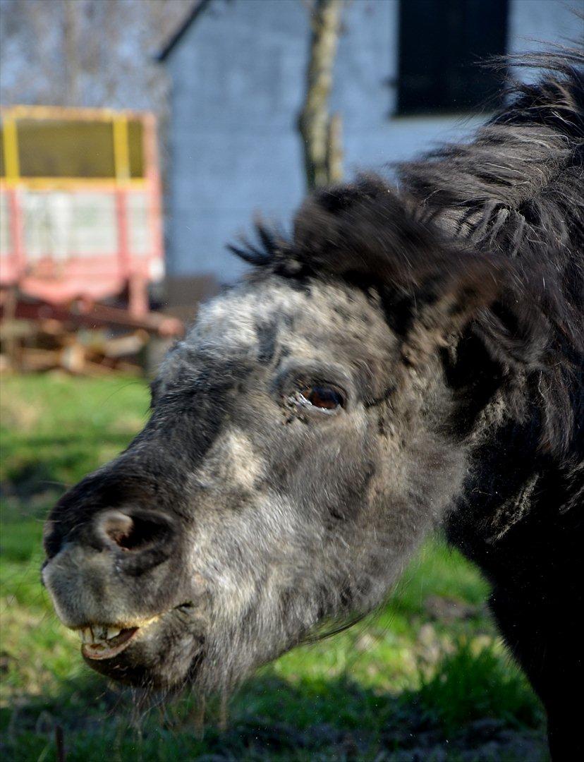 Shetlænder Pony - Velkommen til Pony´s profil..
Læg gerne en kommentar og bedømmelse - så bliver vi rigtig glade!:) 
Rystetur!! billede 1