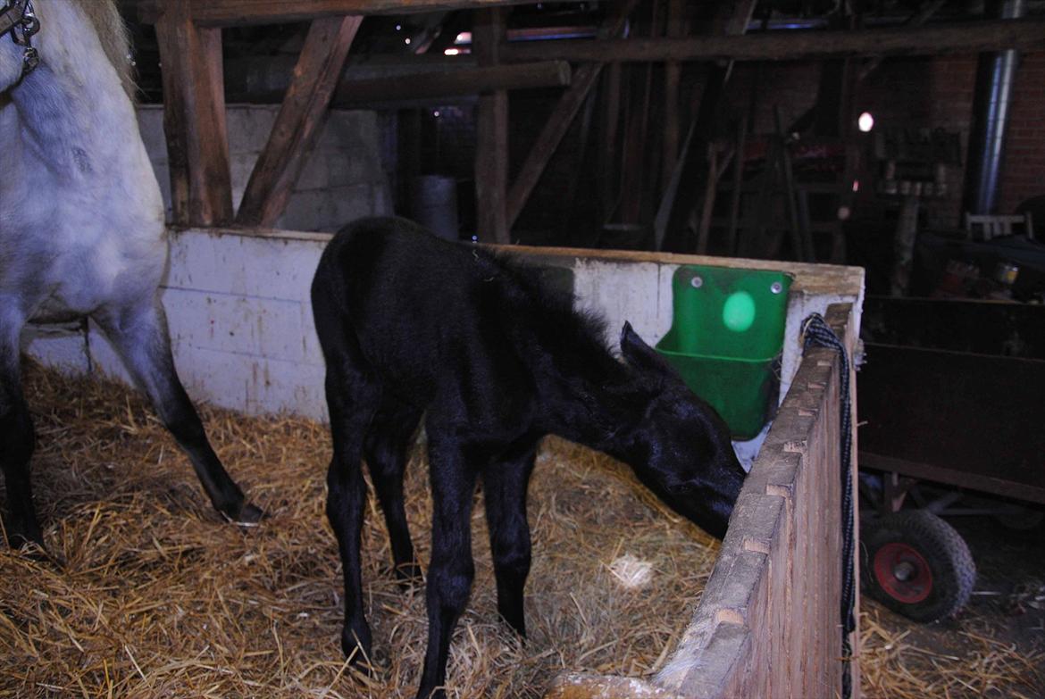 DSP Magic Skywalker - Nysgerrig lille fyr billede 5