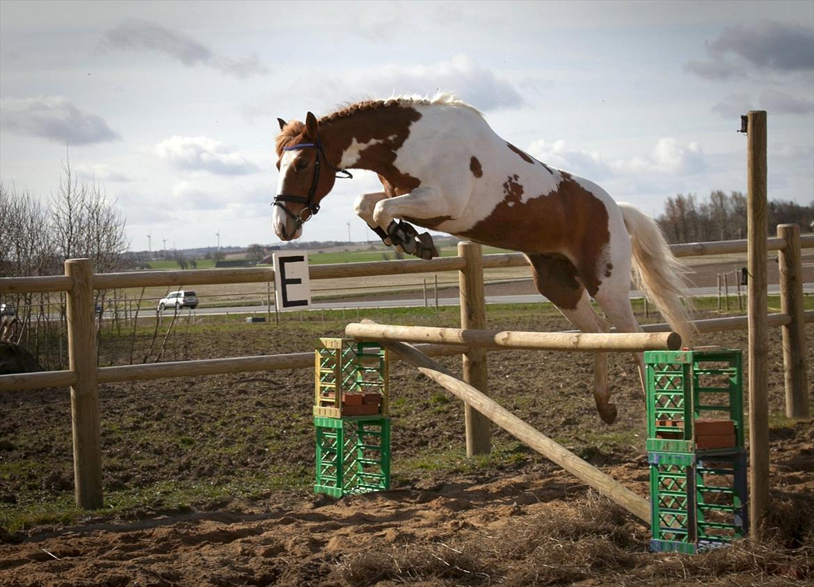 Pinto Bredkærgaards Sandro - Sandro over 1meter - han kom op på 120, men det fik jeg ikke et billede af - kameraet løb tør for strøm:(
Dreams are real; all you have to do is just believe. billede 9