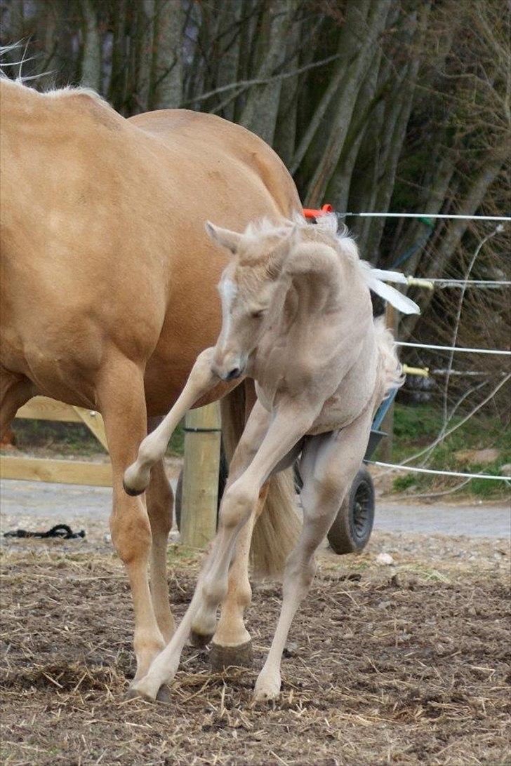 Palomino Willamina billede 5