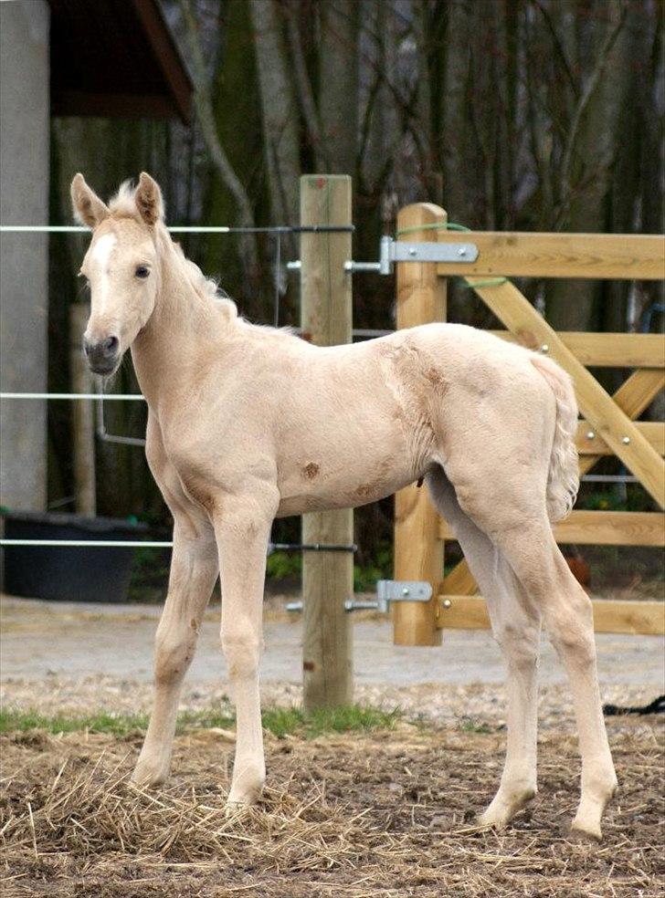 Palomino Willamina billede 6