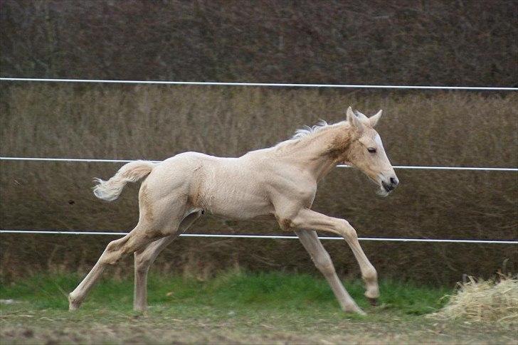 Palomino Willamina billede 7