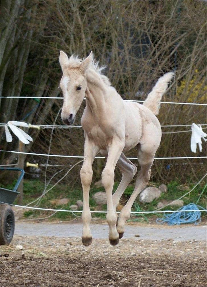 Palomino Willamina billede 1