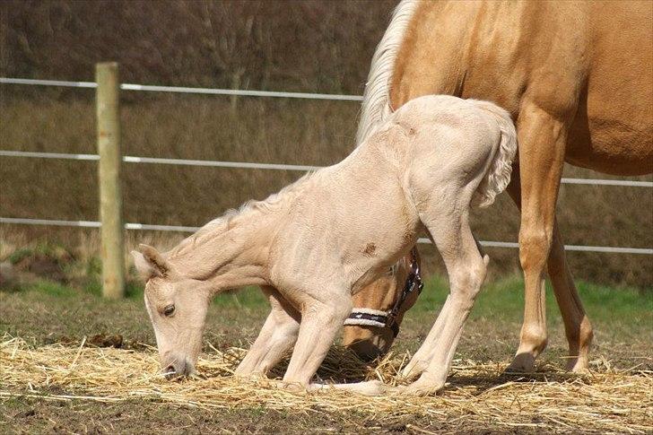 Palomino Willamina billede 8