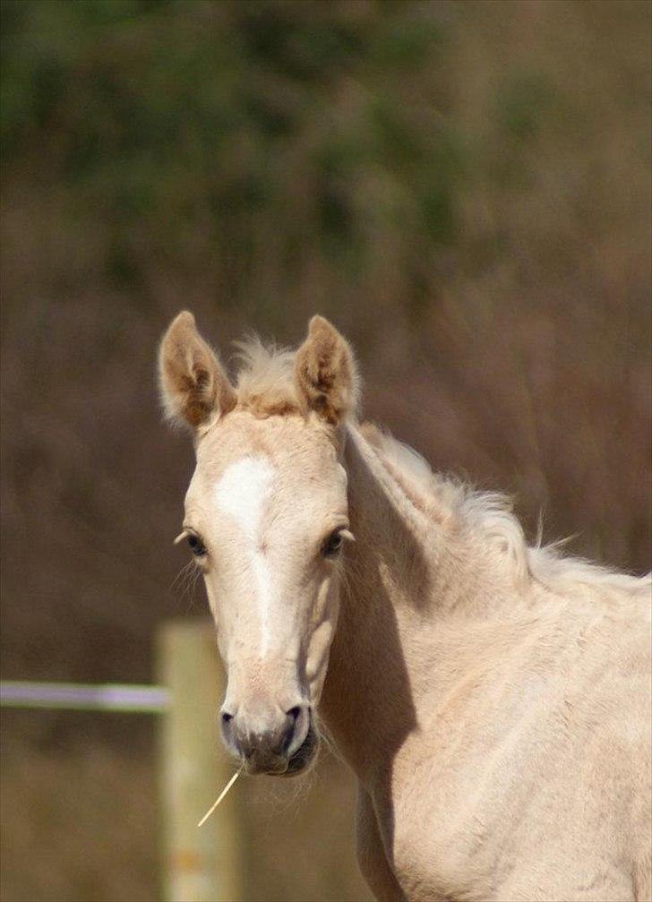Palomino Willamina billede 9