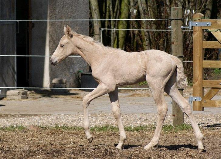 Palomino Willamina billede 10